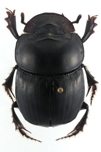 Réf. 217 294 : Catharsius sp.